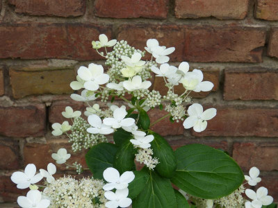 2016-07-02 Hydrangea paniculata 'Early Sensation'.jpg