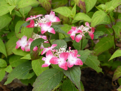 2016-07-02 Hydrangea serrata 'Hatsuhime'.jpg
