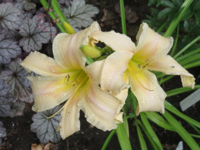 Berleyer Brautjungfer_3795.jpg