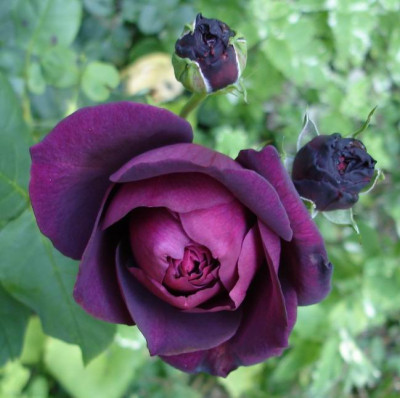 AstridvH0906.jpg