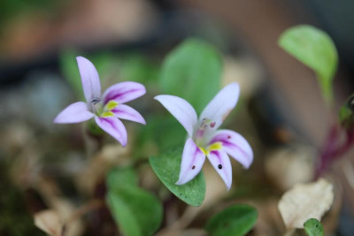 Hypsela reniformis.JPG