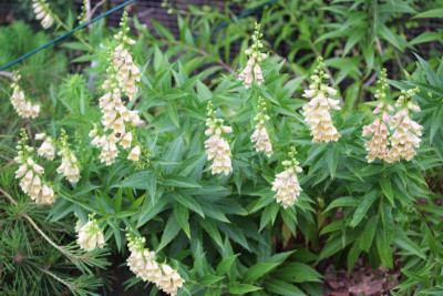 Digitalis ciliata 1.JPG