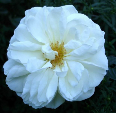White_Gold0906.jpg