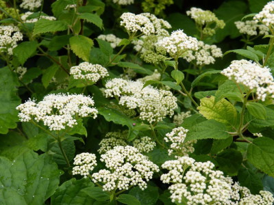 2016-07-02 Hydrangea arborescens 'Piccadilly'.jpg