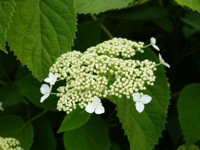 2016-07-02 Hydrangea arborescens ssp. radiata.jpg