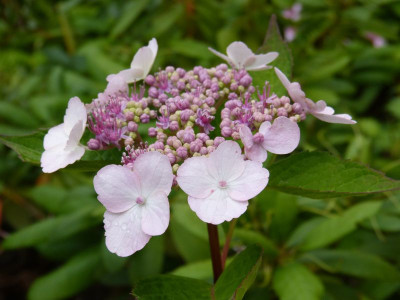 2016-07-02 Hydrangea serrata 'Belzonii'.jpg