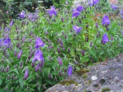 Campanula_unbekannte_Art_1.jpg