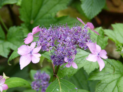 2016-07-02 Hydrangea serrata 'Kurohime'.jpg