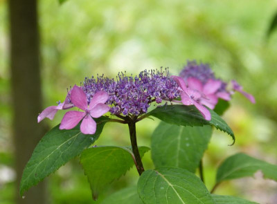 2016-07-02 Hydrangea serrata 'Kurohime' 2.jpg