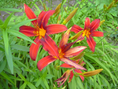 PICT1319.JPG