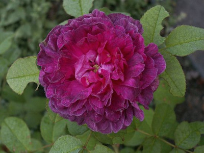 Indigo-10-06.jpg
