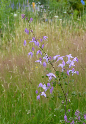2016-07-02 Thalictrum reniforme.jpg