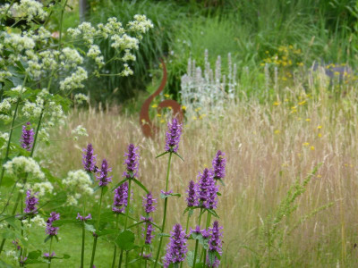2016-07-02 Stachys.jpg