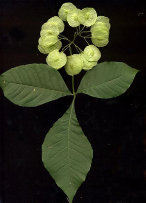 lichtnuss_habitus.jpg