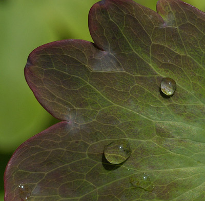 akeleientropfen_5868.jpg