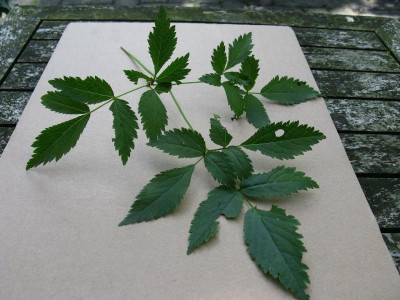 Typ Esveld III foliage [1280x768].jpg