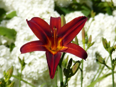 2016-07-03 Hemerocalls 'Crimson Pirate'.jpg