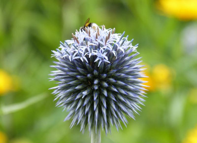 2016-07-03 Echinops ritro 1.jpg