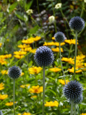 2016-07-03 Gartenimpressionen 1.jpg