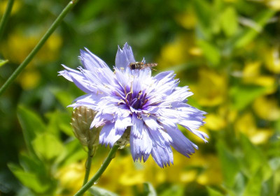 2016-07-03 Gartenimpressionen 2.jpg