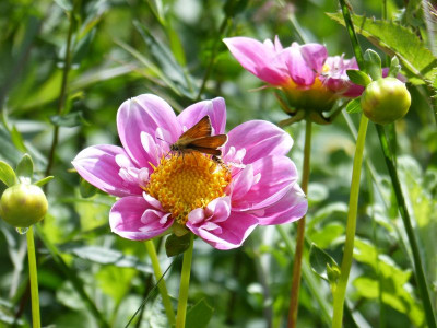2016-07-03 Gartenimpressionen 3.jpg