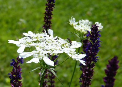 2016-07-03 Gartenimpressionen 4.jpg