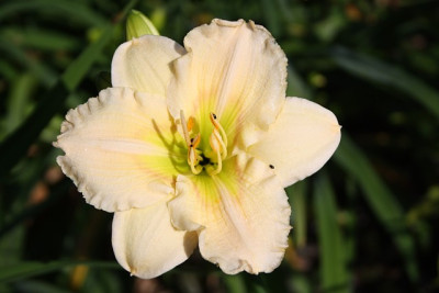 berleyer_edelfraeulein.jpg