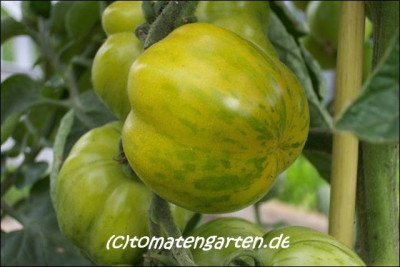 green_bell_pepper_32.jpg.jpg