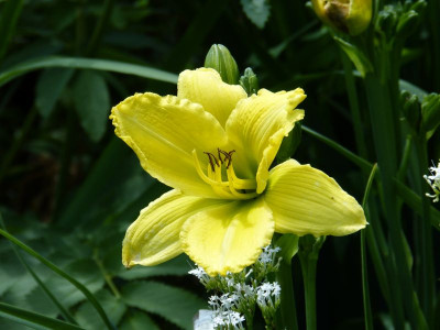 2016-07-03 Hemerocalls 'Green Flutter'.jpg