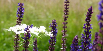 2016-07-03 Gartenimpressionen.jpg