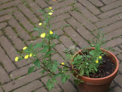 DSCF3177.JPG