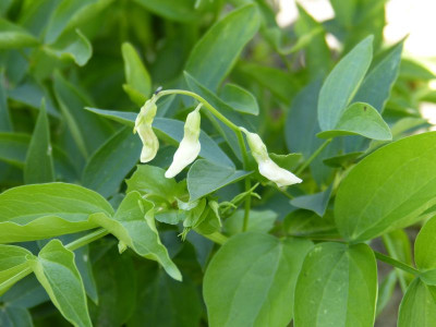 2016-07-03 Lathyrus vernus 'Albiflorus'.jpg