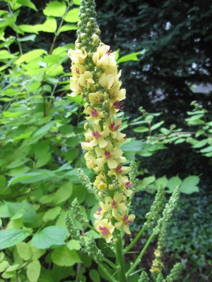Verbascum.jpg