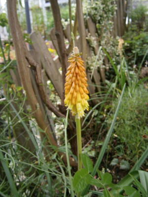 Blüten Juli16 009.JPG