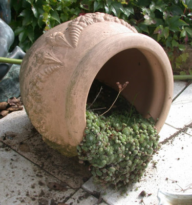 DSCN0133_Topf_mit_herauslaufenden_Hauswurz_.jpg