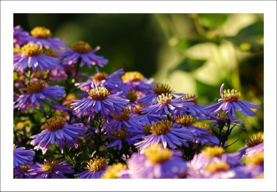 Aster_1_05-10-2006.jpg