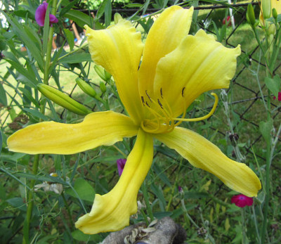 Sämling 4 160703.jpg