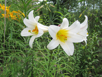 Liliensämling Lilium regale 160627.jpg