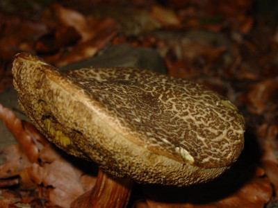 lummerkepilz2.JPG