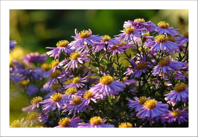 Aster_2_05-10-2006.jpg