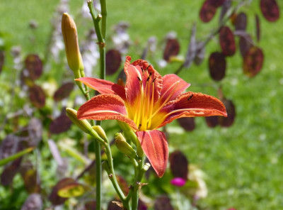 2016-07-03 Hemerocallis fulva.jpg
