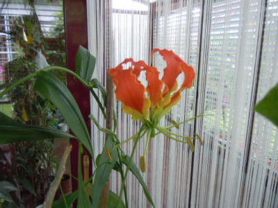 gloriosa 001.JPG