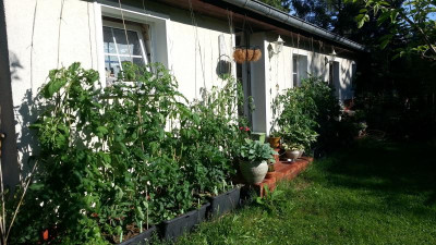 Tomaten.1.7.jpg