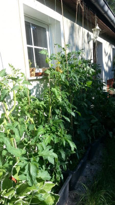 Tomaten.1.7.links.jpg