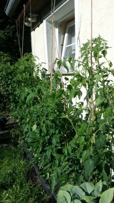 Tomaten.1.7.rechts.jpg