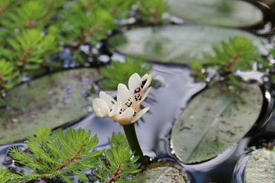 Aponogeton distachyos.JPG