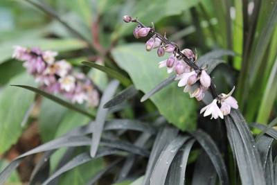 Ophiopogon planiscapus 'Niger' Blüte.JPG