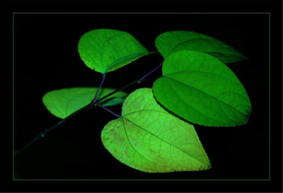 Blattgrun_Cercis_1_05-10-2006.jpg