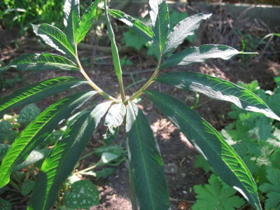 arisaema_angustatum_ssp.peninsulae.jpg
