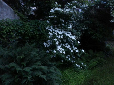 Cornus Blaue Stunde.jpg